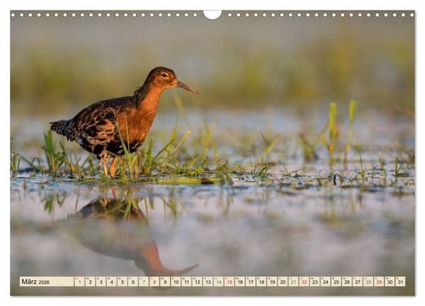 Produktbild: Niedersachsens Natur (Wandkalender 2026 DIN A3 quer), CALVENDO Monatskalender