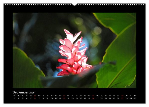 Produktbild: Aloha Bl&uuml;tenzauber aus Hawaii (hochwertiger Premium Wandkalender 2026 DIN A2 quer), Kunstdruck in Hochglanz