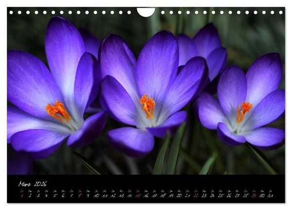 Produktbild: Soul-Jazz - Visuelle Musik der Blumen (Wandkalender 2026 DIN A4 quer), CALVENDO Monatskalender