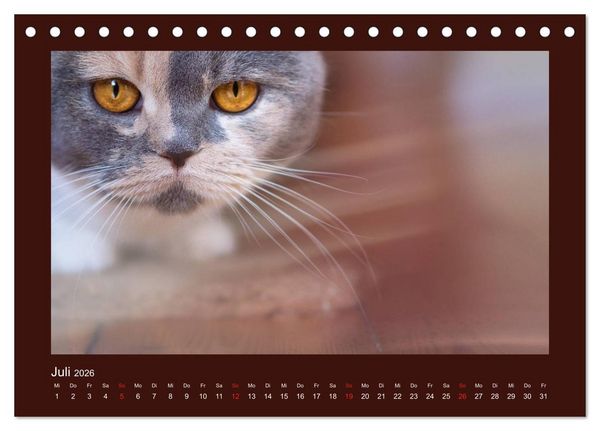 Produktbild: Britisch Kurzhaar Katzen - Poesie f&uuml;rs Auge (Tischkalender 2026 DIN A5 quer), CALVENDO Monatskalender