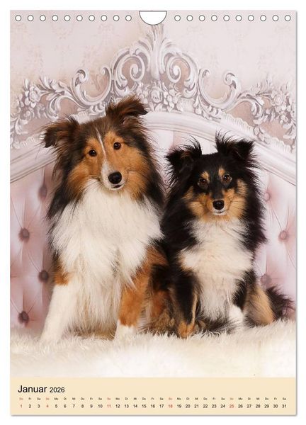 Produktbild: Mit Shelties durchs Jahr (Wandkalender 2026 DIN A4 hoch), CALVENDO Monatskalender