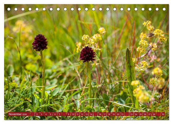 Produktbild: Meine sch&ouml;nsten Alpenblumen (Tischkalender 2026 DIN A5 quer), CALVENDO Monatskalender