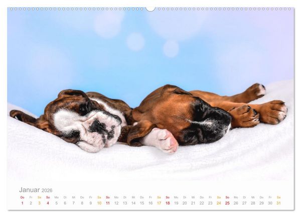 Produktbild: Boxer Welpen einfach zuckers&uuml;&szlig; (Wandkalender 2026 DIN A2 quer), CALVENDO Monatskalender