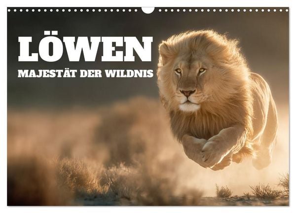Produktbild: L&ouml;wen - Majest&auml;t der Wildnis (Wandkalender 2026 DIN A3 quer), CALVENDO Monatskalender