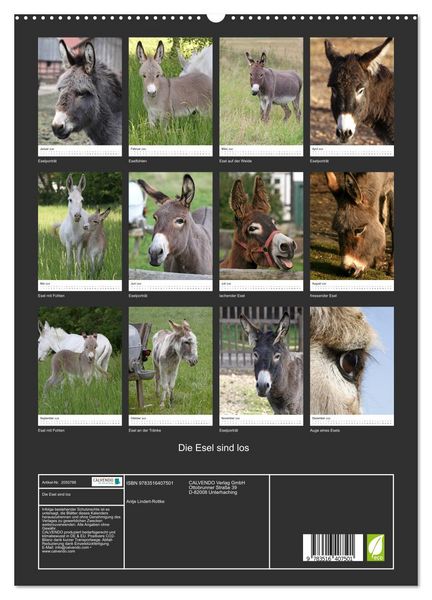 Produktbild: Die Esel sind los (hochwertiger Premium Wandkalender 2026 DIN A2 hoch), Kunstdruck in Hochglanz