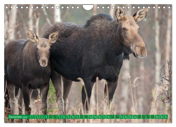 Produktbild: FIRST STEPS FOR BABY MOOSE (Wall Calendar 2026 DIN A4 landscape), CALVENDO 12 Month Wall Calendar