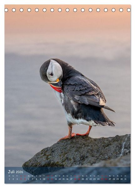Produktbild: Naturerlebnis Puffin (Tischkalender 2026 DIN A5 hoch), CALVENDO Monatskalender