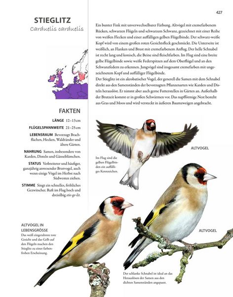 Produktbild: V&ouml;gel lebensgro&szlig;