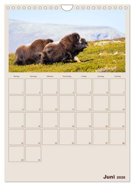 Produktbild: Moschusochsen - Norwegens gem&uuml;tliche Riesen (Wandkalender 2026 DIN A4 hoch), CALVENDO Monatskalender