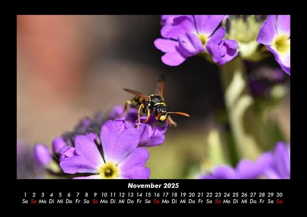 Produktbild: Bienen 2025 Fotokalender DIN A3