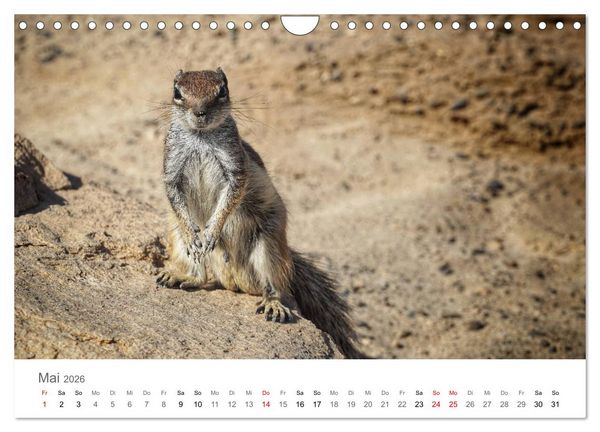 Produktbild: Fuerteventura - die W&uuml;steninsel der Kanaren (Wandkalender 2026 DIN A4 quer), CALVENDO Monatskalender