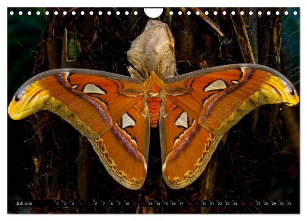 Produktbild: Kleinode der L&uuml;fte - Faszinierende tropische Schmetterlinge (Wandkalender 2026 DIN A4 quer), CALVENDO Monatskalender