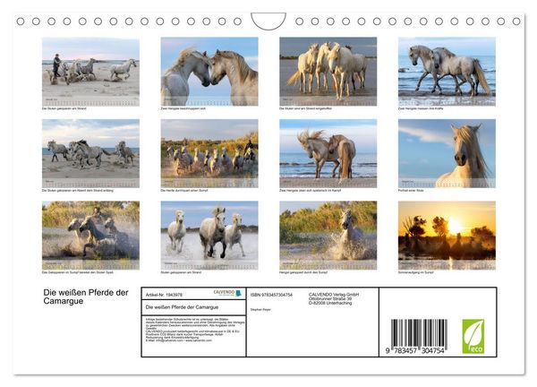 Produktbild: Die wei&szlig;en Pferde der Camargue (Wandkalender 2026 DIN A4 quer), CALVENDO Monatskalender