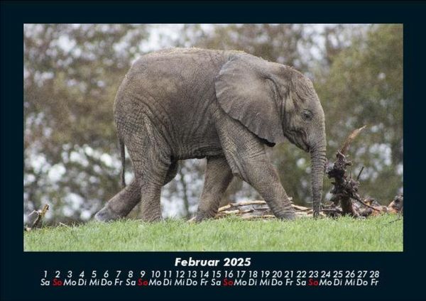 Produktbild: Der Tierkalender 2025 Fotokalender DIN A5