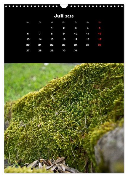Produktbild: Die Welt der Moose. Ein Blick nach unten (Wandkalender 2026 DIN A3 hoch), CALVENDO Monatskalender