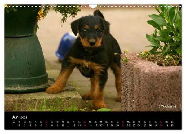 Produktbild: Airedale Terrier Welpen (Wandkalender 2026 DIN A3 quer), CALVENDO Monatskalender