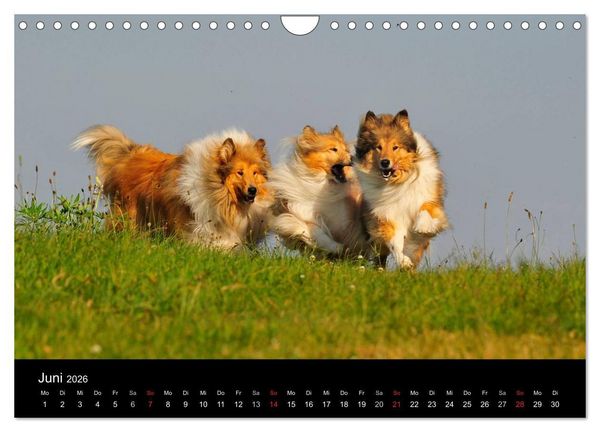 Produktbild: Faszination Collie 2026 (Wandkalender 2026 DIN A4 quer), CALVENDO Monatskalender