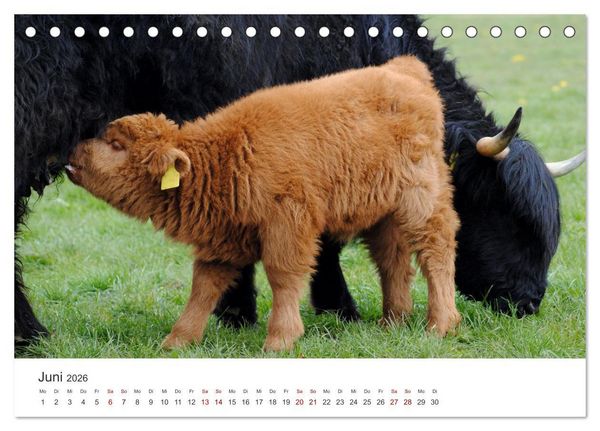 Produktbild: K&auml;lber - Kleine Herzensbrecher auf den Wiesen (Tischkalender 2026 DIN A5 quer), CALVENDO Monatskalender
