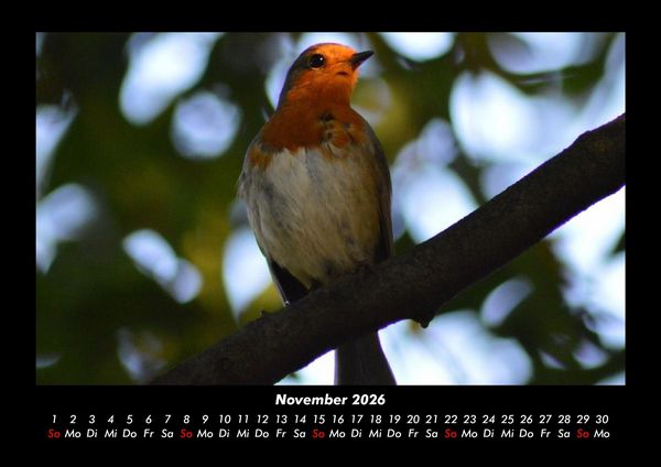 Produktbild: V&ouml;gel 2026 Fotokalender DIN A3