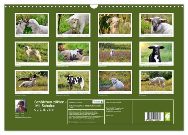 Produktbild: Sch&auml;fchen z&auml;hlen - Mit Schafen durchs Jahr (Wandkalender 2026 DIN A3 quer), CALVENDO Monatskalender