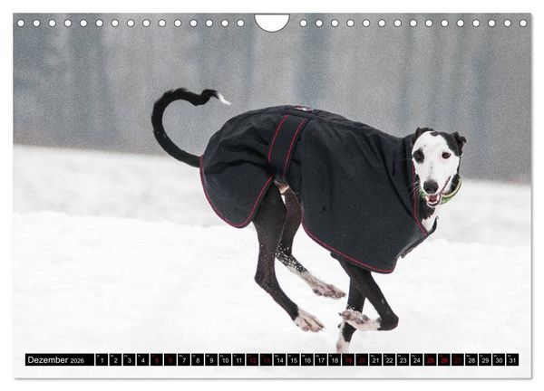 Produktbild: Windhunde - eine Leidenschaft (Wandkalender 2026 DIN A4 quer), CALVENDO Monatskalender