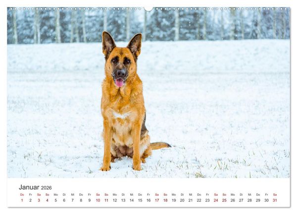 Produktbild: Sch&auml;ferhunde - Die gutm&uuml;tigen Wegbegleiter. (hochwertiger Premium Wandkalender 2026 DIN A2 quer), Kunstdruck in Hochglanz