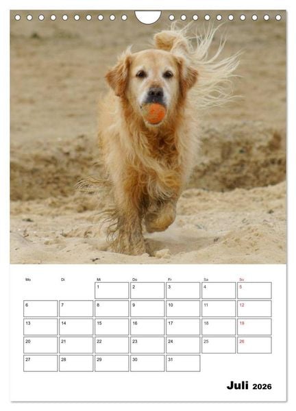 Produktbild: Gl&uuml;cklicher Golden Retriever (Wandkalender 2026 DIN A4 hoch), CALVENDO Monatskalender