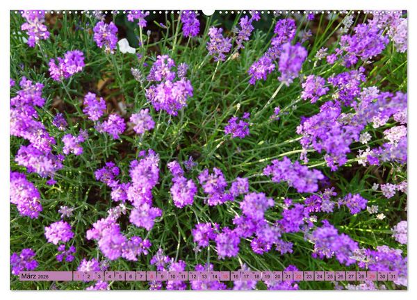 Produktbild: Farbzauber Lavendel (hochwertiger Premium Wandkalender 2026 DIN A2 quer), Kunstdruck in Hochglanz
