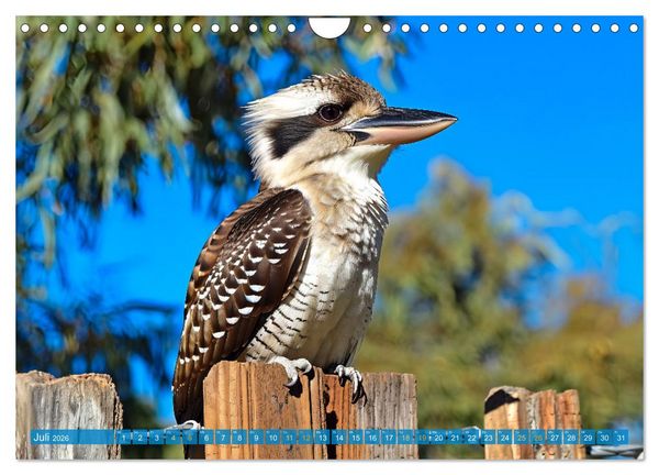 Produktbild: Der Kookaburra - Im australischen Busch mit dem lachenden Hans (Wandkalender 2026 DIN A4 quer), CALVENDO Monatskalender