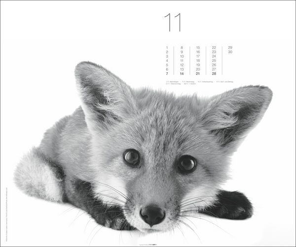 Produktbild: Black & White Animals 2027