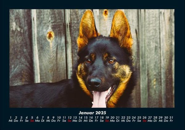Produktbild: Hundezauber 2025 Fotokalender DIN A4