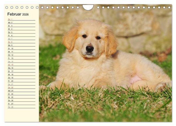 Produktbild: Mein bester Freund - Der Hovawart (Wandkalender 2026 DIN A4 quer), CALVENDO Monatskalender