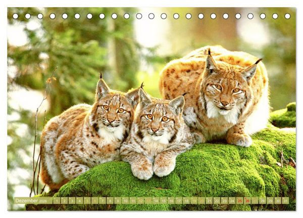 Produktbild: Wald-Kindergarten: Tierkinder im Wald (Tischkalender 2026 DIN A5 quer), CALVENDO Monatskalender