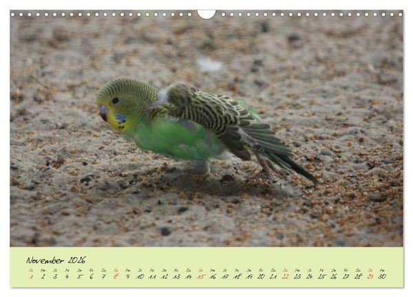 Produktbild: Wellensittiche - Gefiederte Freunde (Wandkalender 2026 DIN A3 quer), CALVENDO Monatskalender