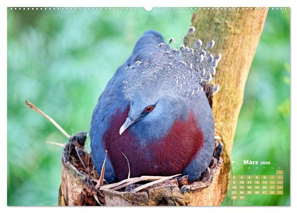 Produktbild: Tauben: vielfarbiges Gefieder und pr&auml;chtige Federkrone (Wandkalender 2026 DIN A2 quer), CALVENDO Monatskalender