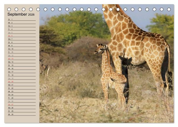 Produktbild: Afrikas wildes Kinderzimmer (Tischkalender 2026 DIN A5 quer), CALVENDO Monatskalender