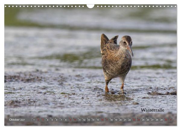 Produktbild: Vogelfotografie aus dem Norden (Wandkalender 2027 DIN A3 quer), CALVENDO Monatskalender