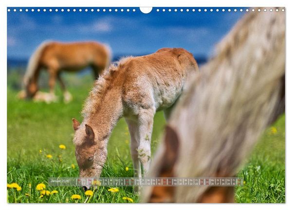 Produktbild: Haflinger Pferde in Th&uuml;ringen (Wandkalender 2026 DIN A3 quer), CALVENDO Monatskalender