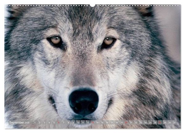 Produktbild: Wolves &bull; Faces of social hunters (High Quality Premium Wall Calendar 2026 DIN A2 landscape),CALVENDO 12 Month Wall Calendar