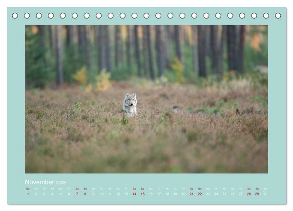 Produktbild: W&ouml;lfe, Impressionen aus der Lausitz (Tischkalender 2026 DIN A5 quer), CALVENDO Monatskalender