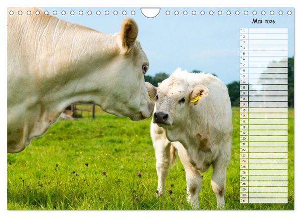 Produktbild: Geliebte Tiere auf dem Bauernhof (Wandkalender 2026 DIN A4 quer), CALVENDO Monatskalender