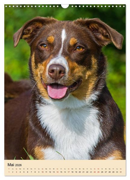 Produktbild: Schweizer Sennenhunde stellen sich vor (Wandkalender 2026 DIN A3 hoch), CALVENDO Monatskalender