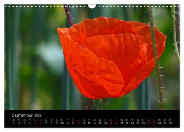 Produktbild: Just Mohn (Wandkalender 2026 DIN A3 quer), CALVENDO Monatskalender