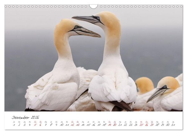 Produktbild: Vogelwelt Helgoland - von Ostfriesenfotografie (Wandkalender 2026 DIN A3 quer), CALVENDO Monatskalender