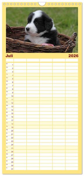 Produktbild: Familienplaner 2026 - Border Collie Welpen mit 5 Spalten (Wandkalender, 21 x 45 cm) CALVENDO