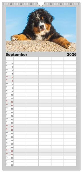 Produktbild: Familienplaner 2026 - Schweizer Sennenhunde - aus den Schweizer Alpen mit 5 Spalten (Wandkalender, 21 x 45 cm) CALVENDO