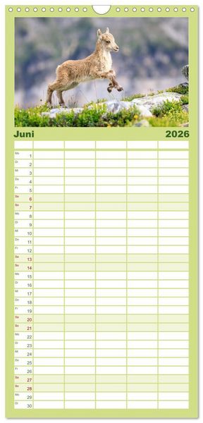 Produktbild: Familienplaner 2026 - Steinbock - K&ouml;nig der Alpen mit 5 Spalten (Wandkalender, 21 x 45 cm) CALVENDO