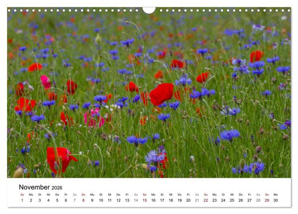 Produktbild: Klosterinsel Reichenau - UNESCO-Welterbe am Bodensee (Wandkalender 2026 DIN A3 quer), CALVENDO Monatskalender