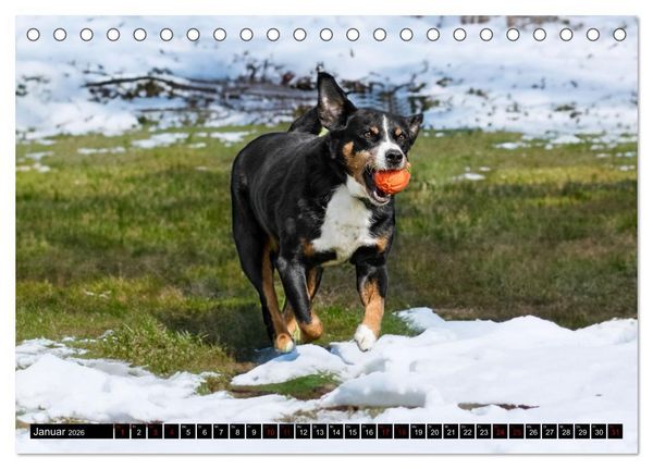 Produktbild: Appenzeller Sennenhunde - Fr&ouml;hliche Kameraden (Tischkalender 2026 DIN A5 quer), CALVENDO Monatskalender
