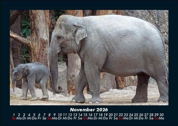 Produktbild: Elefanten - Die sanften Riesen Afrikas 2026 Fotokalender DIN A5